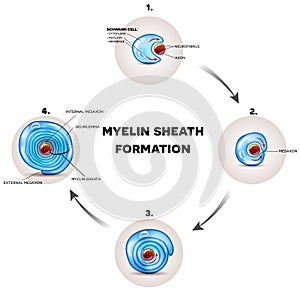 Myelin sheath nerve coating