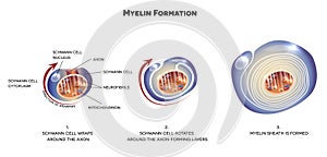 Myelin sheath of the neuron