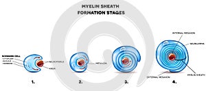 Myelin sheath of the neuron