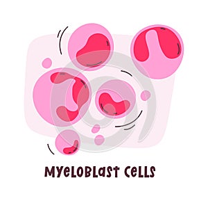 Myeloblast Human Cells