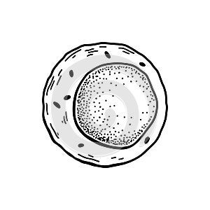 Myeloid blood stem cell isolated on white background. Hand drawn scientific microbiology vector illustration in sketch style