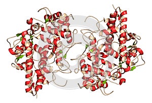 Myeloperoxidase enzyme. Lysosomal protein, present in neutrophil granulocytes, that produces hypochlorous acid. 3D Illustration