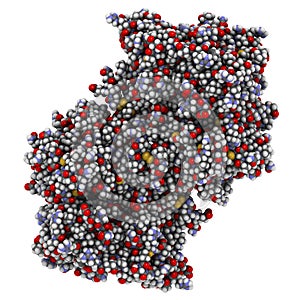 Myeloperoxidase enzyme. Lysosomal protein, present in neutrophil granulocytes, that produces hypochlorous acid. 3D Illustration