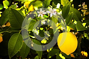 Myer Lemon