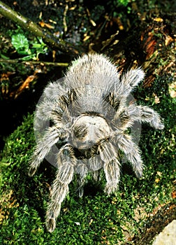 MYGALE theraphosa