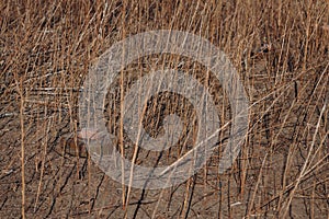 . Anti-tank mines in high vegetation. Minefield on wartime front lines. Explosive devices left in the field