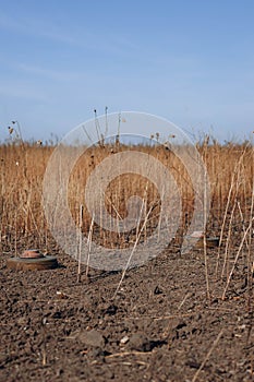 . Anti-tank mines in high vegetation. Minefield on wartime front lines. Explosive devices left in the field