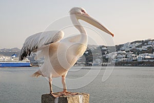 Mykonos pelican pedro