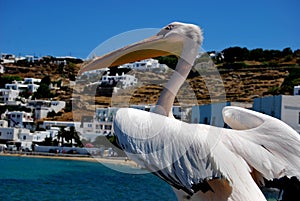 Mykonos town and pelican