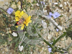 Mylabis quadripunctata