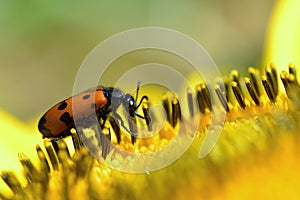 Mylabris beetle feeding on sunflower