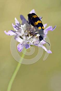 Mylabris beetle on flower