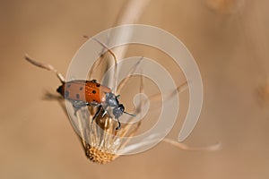 Mylabris quadripunctata photo