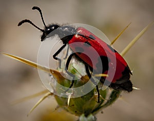 Mylabris quadripunctata - four spot beetle