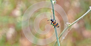 Mylabris variabilis, blister beetle belonging to the Meloidae family