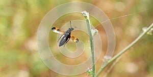 Mylabris variabilis in flight, blister beetle