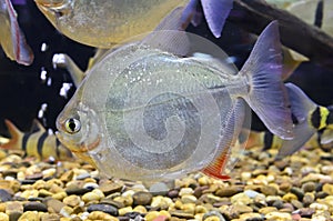 Myleus schomburgkii fish in the aquarium