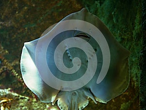 Myliobatis are a group of sea rays that are cartilaginous to fish related to sharks.