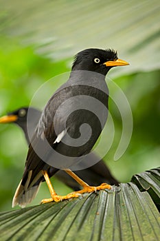 Myna