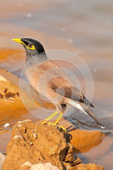 Myna