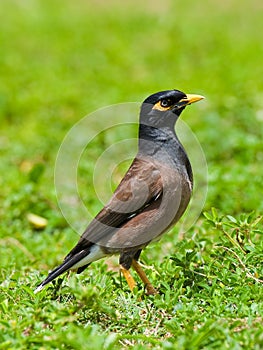 Myna Bird photo