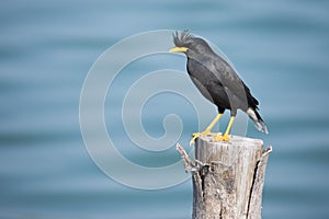 Myna bird