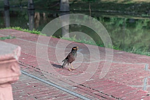 Myna Bird with beak opened in the garden