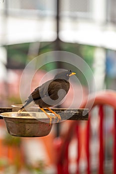 Myna bird perched on the food pan