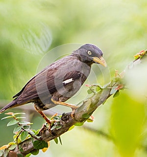 Sagrado pájaro 