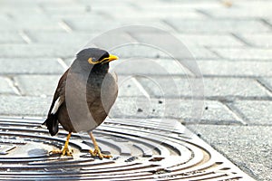 Myna bird stands on a sewer cover on pavement in the city