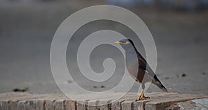 The myna is a bird of the starling family Sturnidae