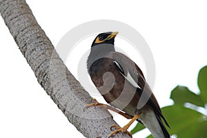 Myna bird