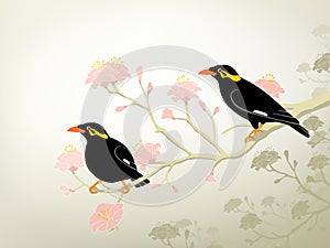 Myna birds