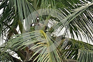 A Myna in Flight above a Coconut Branch