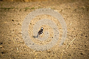 A myna forages for food in the golden sun on freshly plowed land