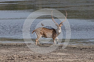 Myna on large antlers deer