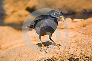 Myna or Mynah is a bird of the starling family , Sturnidae