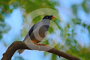Myna or Mynah is a bird of the starling family , Sturnidae