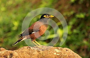 Myna sitting on a rock, Ang Thong National Marine Park, Thailand