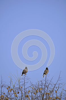 Myna are sitting on tree branches