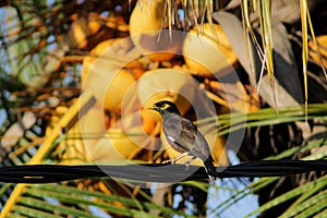 Myna standing infront of king coconut