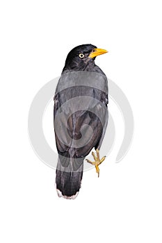 Mynah bird