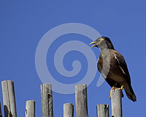 Mynah Mouth