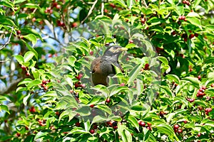 Mynas bird enjoy eating fruit of banyan tree