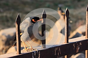 Mynas bird on the iron fence.