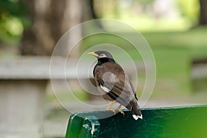 Mynas is on a chair in the park.