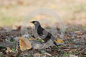 Mynas (English: Mynas) is a genus of perch birds.