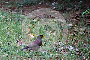 Mynas English: Mynas is a genus of perching birds. The surname Acridotheres is used in the family of birds and starlings