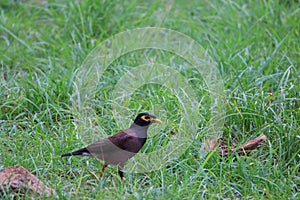 Mynas English: Mynas is a genus of perching birds. The surname Acridotheres is used in the family of birds and starlings