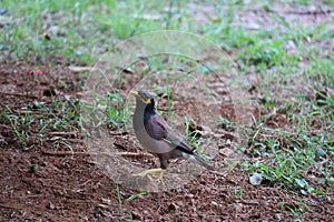 Mynas English: Mynas is a genus of perching birds. The surname Acridotheres is used in the family of birds and starlings